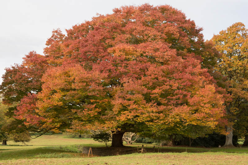 Zelkova serrata,Japanese Zelkova, Keaki, Keyaki, Saw-Leaf Zelkova , Tree with fall color, Fall color, yellow leaves
