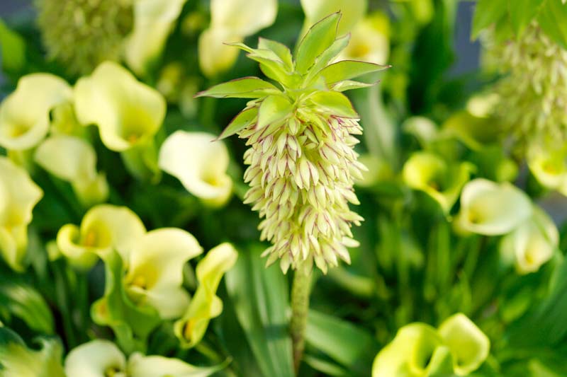 Eucomis bicolor, Bicolor Pineapple Lily, Eucomis, Pineapple Lilies, Pineapple Flowers, Pineapple Lily