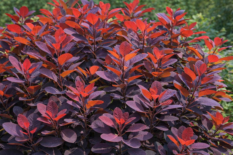Cotinus coggygria 'Royal Purple', Smokebush 'Royal Purple', Smoketree 'Royal Purple', Eurasian Smokebush 'Royal Purple', Smoke Bush 'Royal Purple', Smoke Tree 'Royal Purple', Rhus Cotinus 'Royal Purple', Deciduous Shrubs, Foliage, Fall color