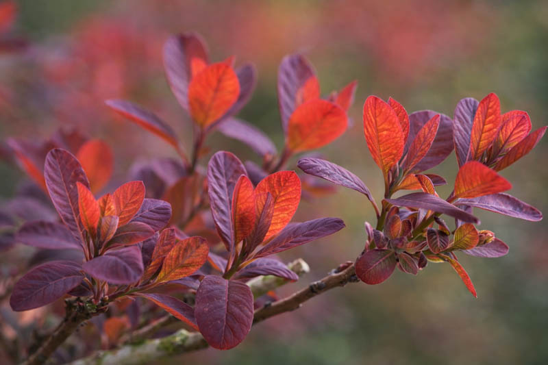 Cotinus coggygria 'Royal Purple', Smokebush 'Royal Purple', Smoketree 'Royal Purple', Eurasian Smokebush 'Royal Purple', Smoke Bush 'Royal Purple', Smoke Tree 'Royal Purple', Rhus Cotinus 'Royal Purple', Deciduous Shrubs, Foliage, Fall color