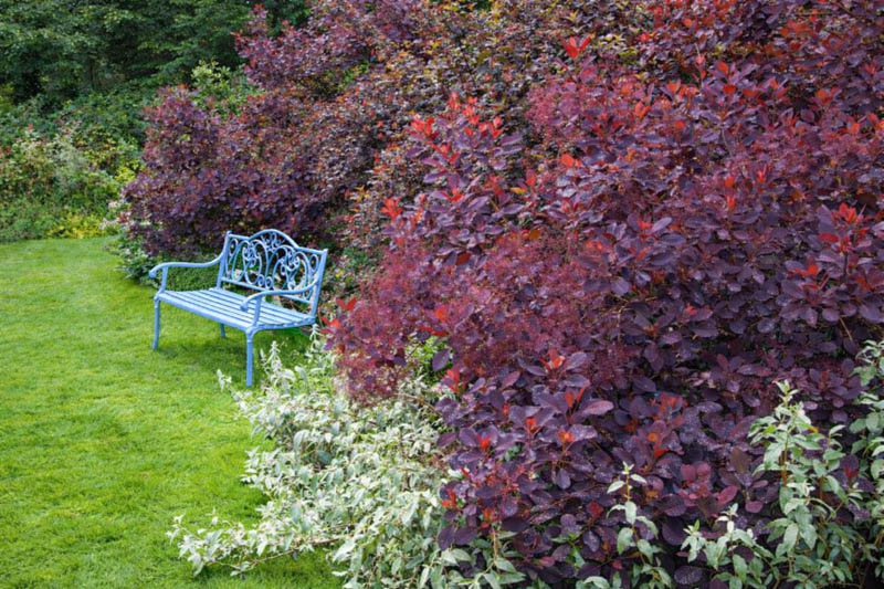 Cotinus coggygria 'Royal Purple', Smokebush 'Royal Purple', Smoketree 'Royal Purple', Eurasian Smokebush 'Royal Purple', Smoke Bush 'Royal Purple', Smoke Tree 'Royal Purple', Rhus Cotinus 'Royal Purple', Deciduous Shrubs, Foliage, Fall color