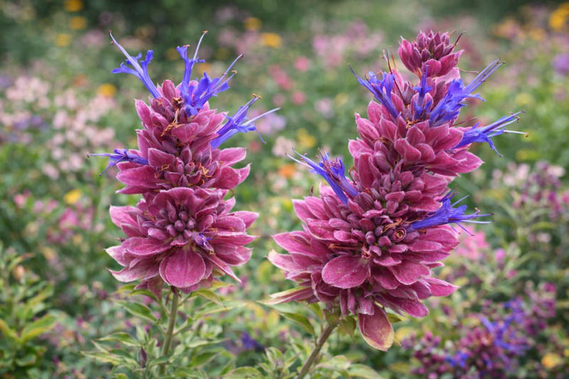Salvia pachyphylla, Rose Sage, Blue Sage, Mountain Desert Sage, Mojave Sage, Blue salvia, Blue Sage, Blue flowers, Purple salvia, Purple Sage, Purple flowers