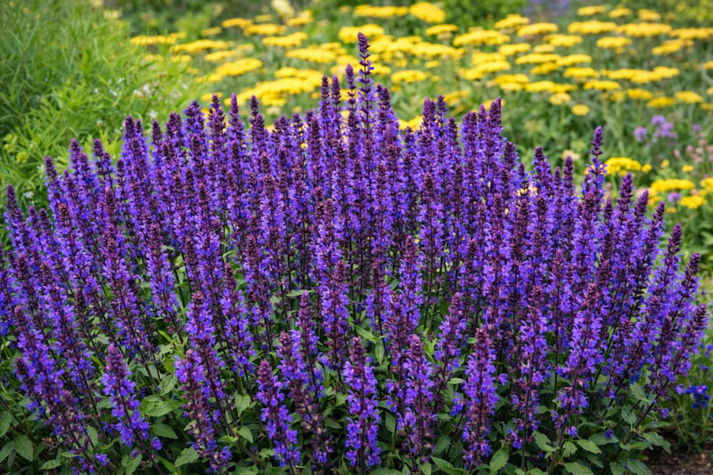 Salvia nemorosa 'New Dimension Blue' with compact habit and violet-blue flower spikes