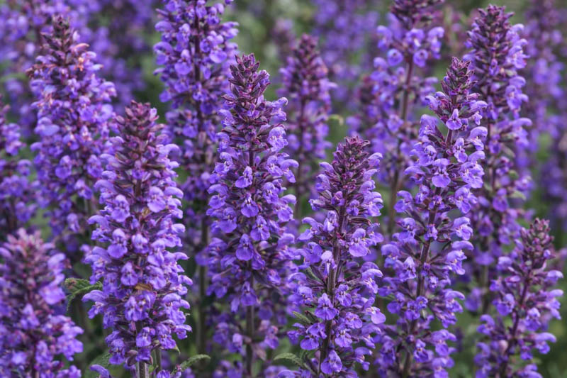 Salvia Nemorosa New Dimension Blue, Salvia New Dimension Blue, Sage New Dimension Blue, Blue salvia, Blue Sage, Blue flowers