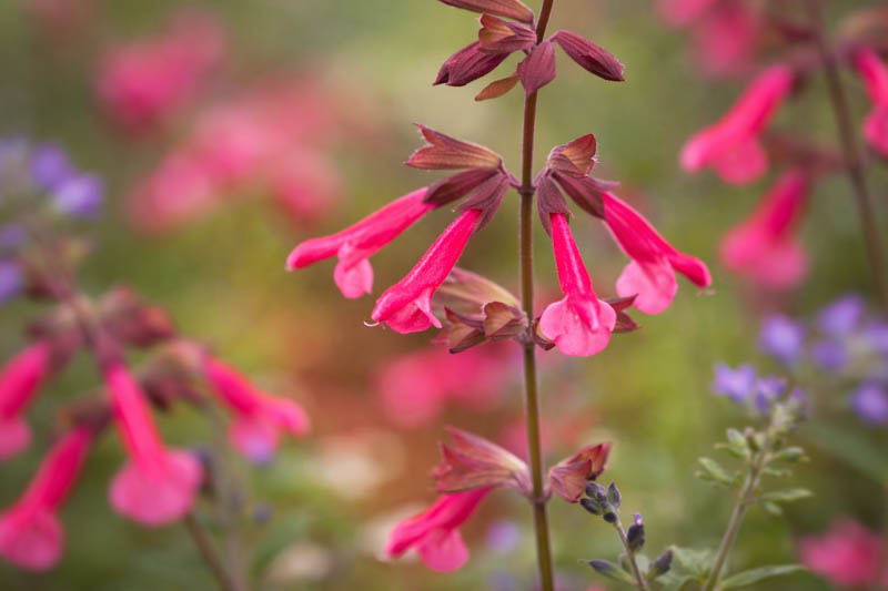 Salvia Wendy's Wish, Sage Wendy's Wish, Purple salvia, Purple sage, Pink sage, Pink salvia, evergreen salvia, evergreen sage