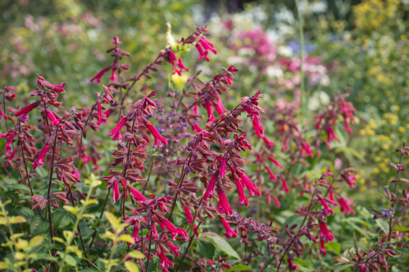 Salvia Wendy's Wish, Sage Wendy's Wish, Purple salvia, Purple sage, Pink sage, Pink salvia, evergreen salvia, evergreen sage