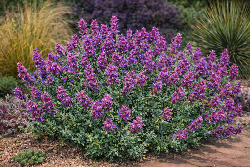 Salvia pachyphylla, Rose Sage, Blue Sage, Mountain Desert Sage, Mojave Sage, Blue salvia, Blue Sage, Blue flowers, Purple salvia, Purple Sage, Purple flowers