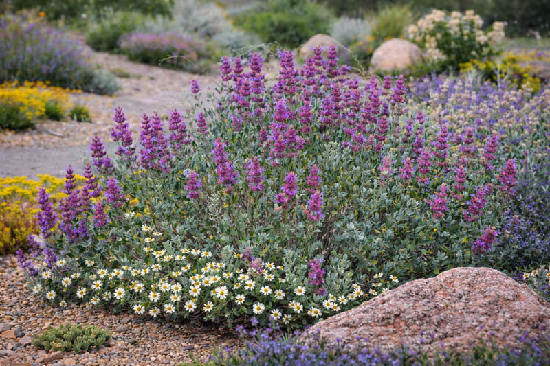 Salvia pachyphylla, Rose Sage, Blue Sage, Mountain Desert Sage, Mojave Sage, Blue salvia, Blue Sage, Blue flowers, Purple salvia, Purple Sage, Purple flowers