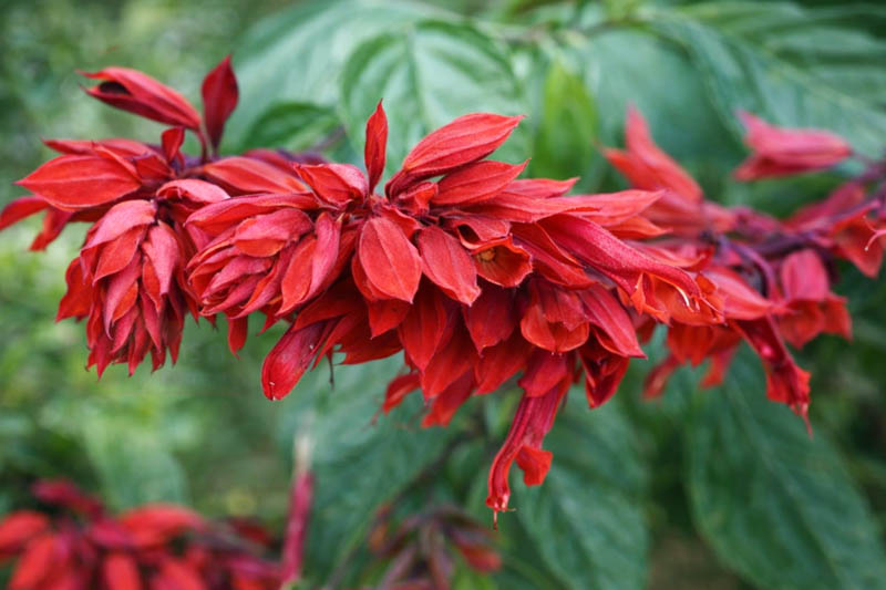 Salvia splendens Van-Houttei, scarlet sage, red salvia, purple calyces, dark stems, bedding salvia