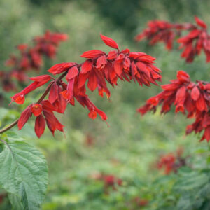Scarlet Sage 'Van Houttei', Salvia Splendens 'Van Houttei', Annual Sage, Scarlet Bedding Sage, Red Sage