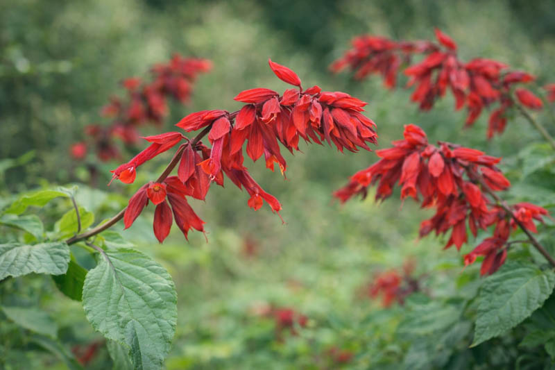 Scarlet Sage 'Van Houttei', Salvia Splendens 'Van Houttei', Annual Sage, Scarlet Bedding Sage, Red Sage
