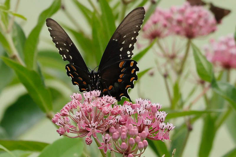 Asclepias incarnata, Swamp Milkweed, Pink Milkweed, Pink flowers