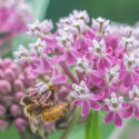Milkweed, Common Milkweed, Swamp Milkweed, Butterfly Milkweed, Showy Milkweed, Tropical Milkweed, Asclepias