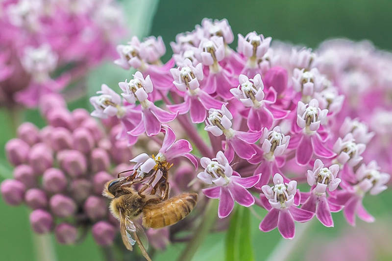 Milkweed, Common Milkweed, Swamp Milkweed, Butterfly Milkweed, Showy Milkweed, Tropical Milkweed, Asclepias