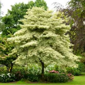 Cornus controversa 'Variegata', Wedding Cake Tree, Giant Dogwood, Variegated Giant Dogwood, Deciduous Shrubs, Foliage, Fall color, Winter color, shrub with berries, Flowering tree, Blue fruits