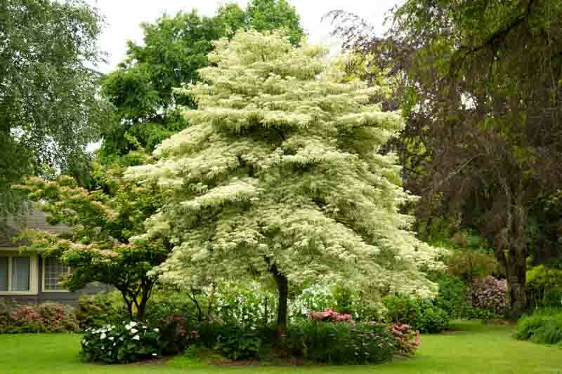 Cornus controversa 'Variegata', Wedding Cake Tree, Giant Dogwood, Variegated Giant Dogwood, Deciduous Shrubs, Foliage, Fall color, Winter color, shrub with berries, Flowering tree, Blue fruits