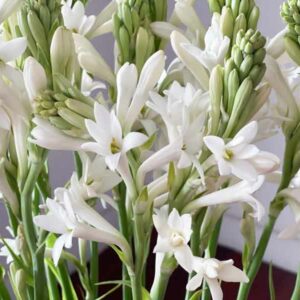 Polianthes tuberosa, Tuberose, late summer flowers, Fragrant flowers