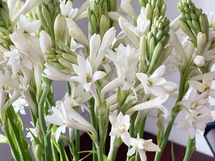 Polianthes tuberosa, Tuberose, late summer flowers, Fragrant flowers