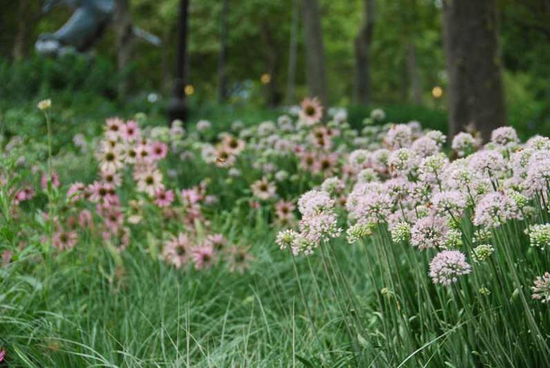 Allium 'Summer Beauty', Allium lusitanicum, Allium fallax, Allium fallax subsp. montanum, Allium montanum F.W. Schmidt non Schrank., Allium montanum Schmidt, Allium senescens subsp. montanum, Allium serotinum, Allium tanguticum 'Summer Beauty'