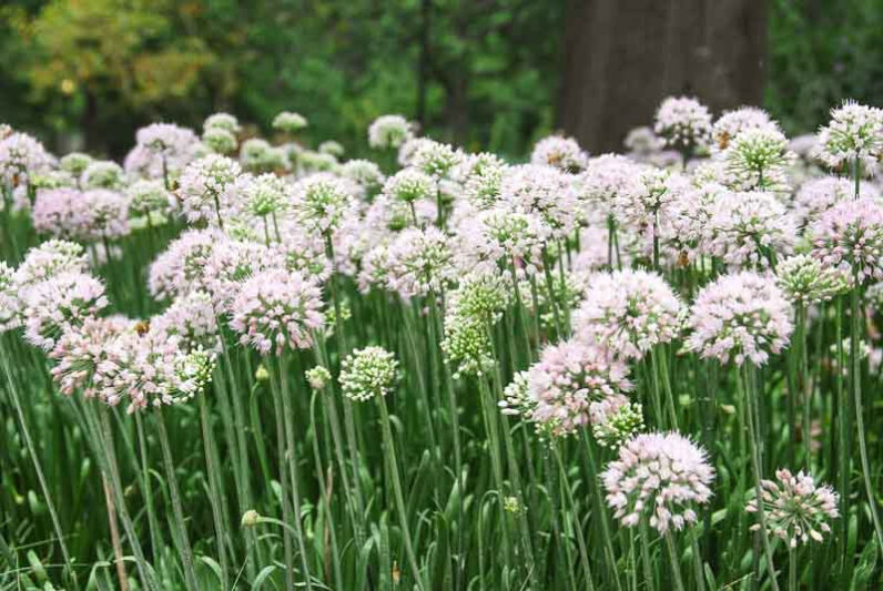 Allium 'Summer Beauty', Allium lusitanicum, Allium fallax, Allium fallax subsp. montanum, Allium montanum F.W. Schmidt non Schrank., Allium montanum Schmidt, Allium senescens subsp. montanum, Allium serotinum, Allium tanguticum 'Summer Beauty'