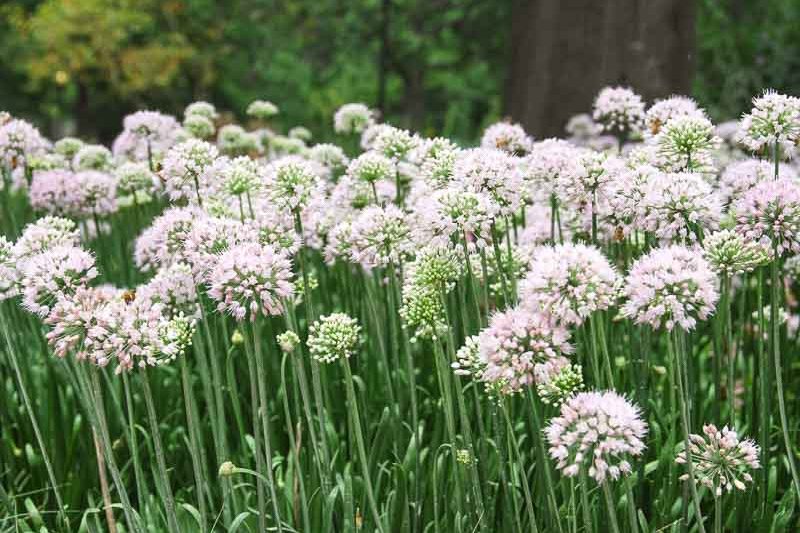 Allium 'Summer Beauty', Allium lusitanicum, Allium fallax, Allium fallax subsp. montanum, Allium montanum F.W. Schmidt non Schrank., Allium montanum Schmidt, Allium senescens subsp. montanum, Allium serotinum, Allium tanguticum 'Summer Beauty'