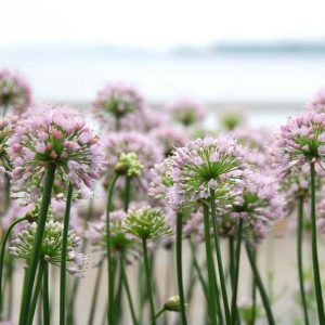 Allium 'Summer Beauty', Allium lusitanicum, Allium fallax, Allium fallax subsp. montanum, Allium montanum F.W. Schmidt non Schrank., Allium montanum Schmidt, Allium senescens subsp. montanum, Allium serotinum, Allium tanguticum 'Summer Beauty'