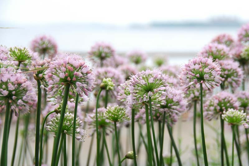 Allium 'Summer Beauty', Allium lusitanicum, Allium fallax, Allium fallax subsp. montanum, Allium montanum F.W. Schmidt non Schrank., Allium montanum Schmidt, Allium senescens subsp. montanum, Allium serotinum, Allium tanguticum 'Summer Beauty'