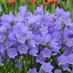 Campanula Persicifolia 'Takion Blue',Fairy Bellflower 'Takion Blue', Fairy Bells 'Takion Blue', Peach Bells 'Takion Blue', Petticoat Bellflower 'Takion Blue', Willow Bell 'Takion Blue', Peachleaf Bellflower 'Takion Blue'