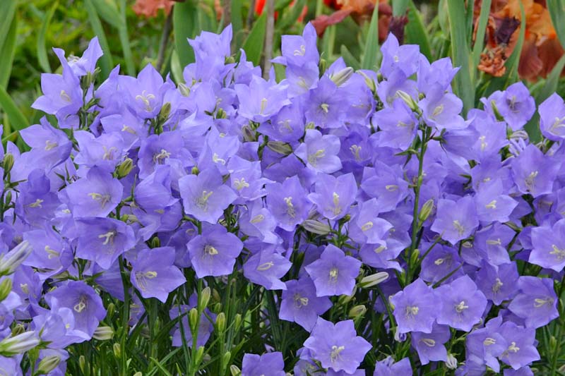 Campanula Persicifolia 'Takion Blue',Fairy Bellflower 'Takion Blue', Fairy Bells 'Takion Blue', Peach Bells 'Takion Blue', Petticoat Bellflower 'Takion Blue', Willow Bell 'Takion Blue', Peachleaf Bellflower 'Takion Blue'