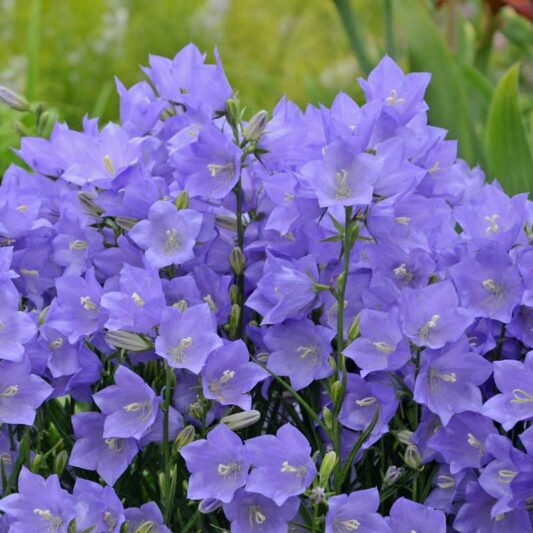 Campanula Persicifolia 'Takion Blue',Fairy Bellflower 'Takion Blue', Fairy Bells 'Takion Blue', Peach Bells 'Takion Blue', Petticoat Bellflower 'Takion Blue', Willow Bell 'Takion Blue', Peachleaf Bellflower 'Takion Blue'
