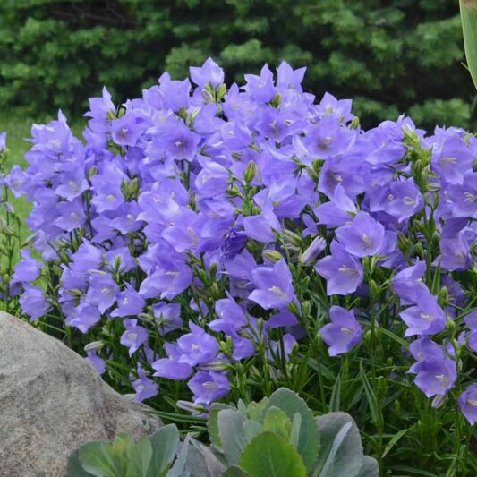 Campanula Persicifolia 'Takion Blue',Fairy Bellflower 'Takion Blue', Fairy Bells 'Takion Blue', Peach Bells 'Takion Blue', Petticoat Bellflower 'Takion Blue', Willow Bell 'Takion Blue', Peachleaf Bellflower 'Takion Blue'