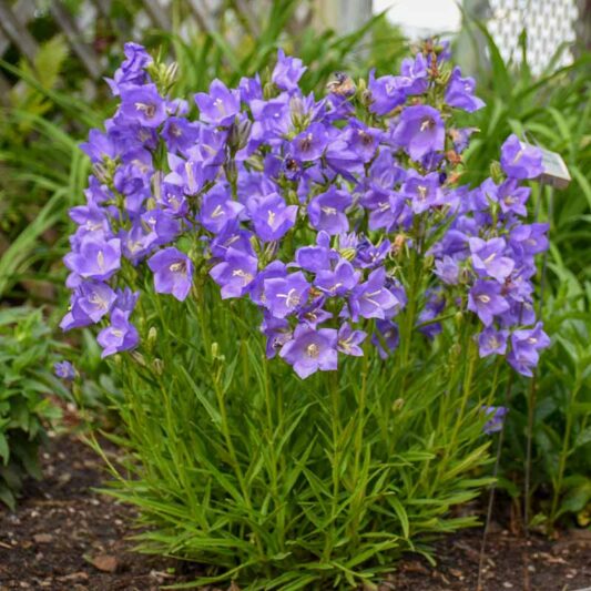 Campanula Persicifolia 'Takion Blue',Fairy Bellflower 'Takion Blue', Fairy Bells 'Takion Blue', Peach Bells 'Takion Blue', Petticoat Bellflower 'Takion Blue', Willow Bell 'Takion Blue', Peachleaf Bellflower 'Takion Blue'