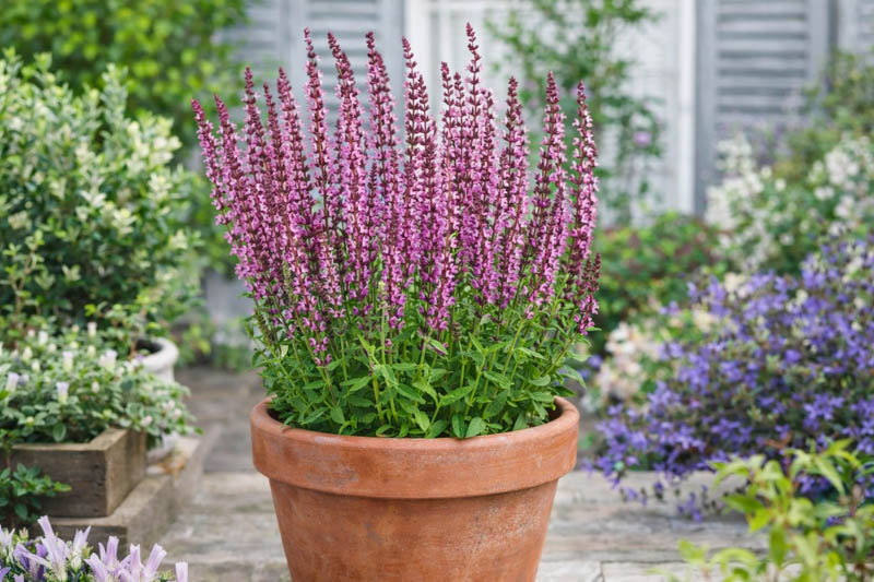Salvia Nemorosa New Dimension Rose, Salvia New Dimension Rose, Sage New Dimension Rose, Pink salvia, Pink Sage, Pink flowers