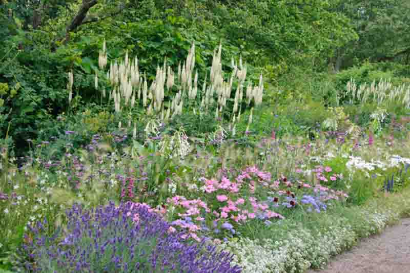 Black Cohosh, Bugbane, Fairy Candles, Actaea racemosa, Native Plant, Shade Plant,