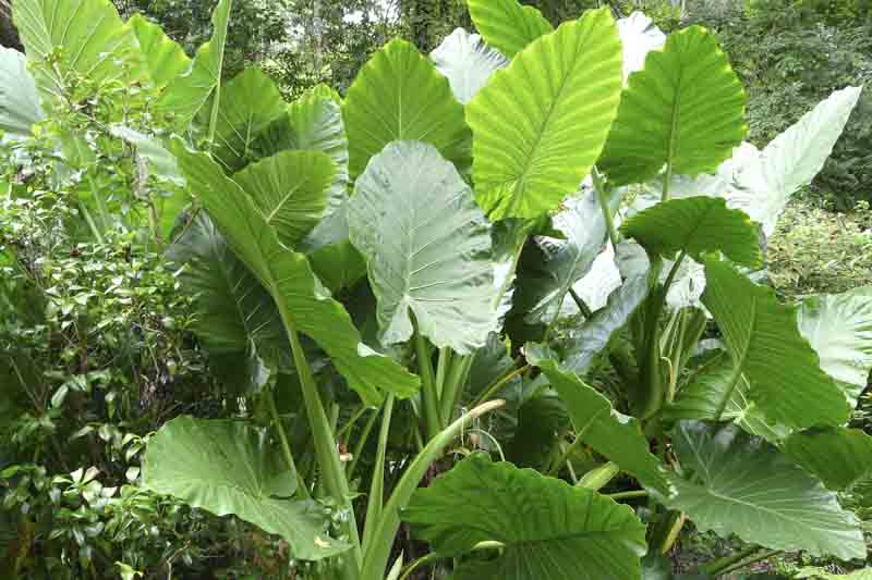 Alocasia macrorrhiza, Giant Taro, Giant Elephant Ear, Upright Elephant Ear