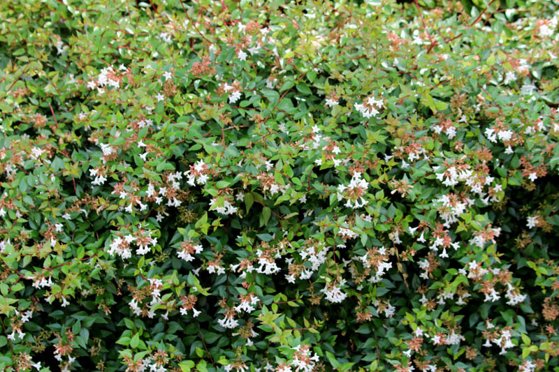 Abelia grandiflora, Glossy Abelia, Abelia rupestris var. grandiflora, semi-evergreen Shrub, Fragrant Shrub, Pink Flowers, White Flowers, Fragrant shrub