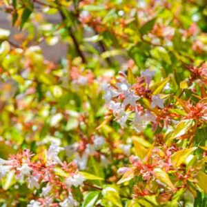 Abelia grandiflora Kaleidoscope, Glossy Abelia Kaleidoscope, semi-evergreen Shrub, Evergreen shrub, Fragrant Shrub, Pink Flowers, White Flowers, Variegated foliage shrub