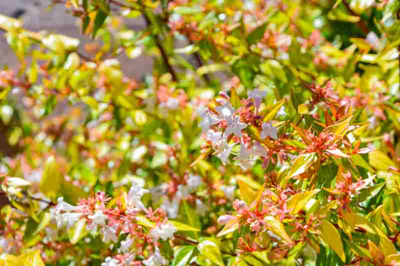 Abelia grandiflora Kaleidoscope, Glossy Abelia Kaleidoscope, semi-evergreen Shrub, Evergreen shrub, Fragrant Shrub, Pink Flowers, White Flowers, Variegated foliage shrub