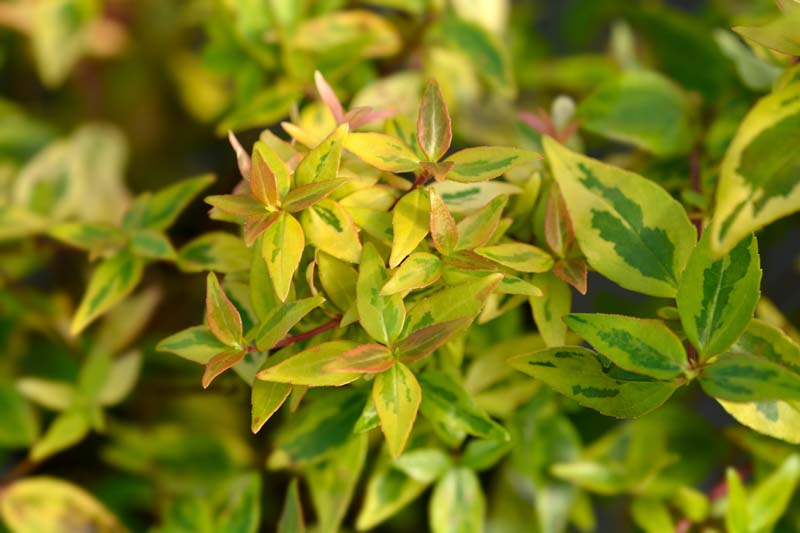 Abelia grandiflora Kaleidoscope, Glossy Abelia Kaleidoscope, semi-evergreen Shrub, Evergreen shrub, Fragrant Shrub, Pink Flowers, White Flowers, Variegated foliage shrub