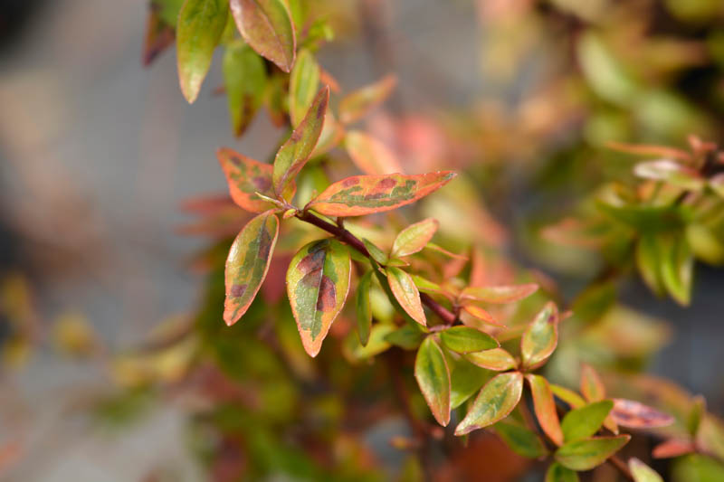 Abelia grandiflora Kaleidoscope, Glossy Abelia Kaleidoscope, semi-evergreen Shrub, Evergreen shrub, Fragrant Shrub, Pink Flowers, White Flowers, Variegated foliage shrub