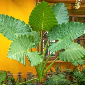 Alocasia macrorrhiza, Giant Taro, Giant Elephant Ear, Upright Elephant Ear