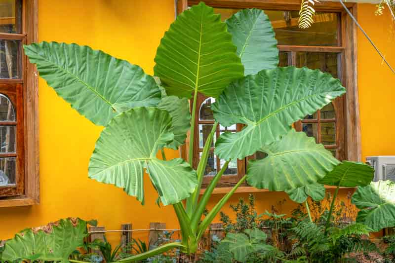 Alocasia macrorrhiza, Giant Taro, Giant Elephant Ear, Upright Elephant Ear