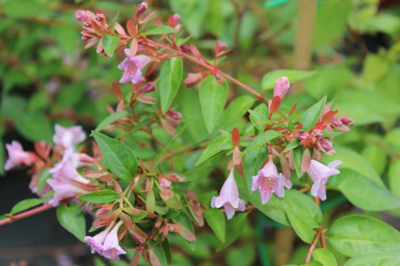 Abelia Edward Goucher, Glossy Abelia Edward Goucher, semi-evergreen Shrub, Evergreen shrub, Fragrant Shrub, Pink Flowers, White Flowers,