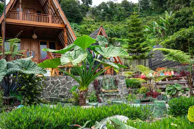 Alocasia macrorrhiza, Giant Taro, Giant Elephant Ear, Upright Elephant Ear