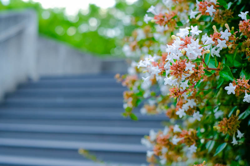 Abelia grandiflora Glossy Abelia