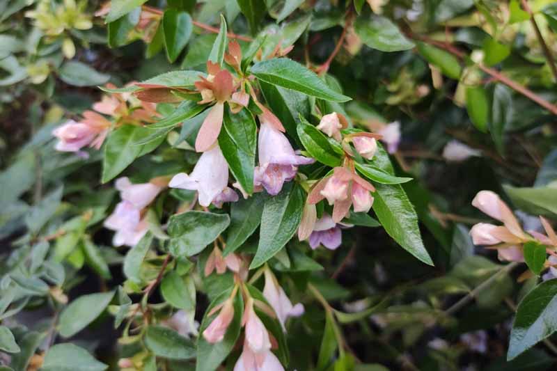 Abelia Edward Goucher, Glossy Abelia Edward Goucher, semi-evergreen Shrub, Evergreen shrub, Fragrant Shrub, Pink Flowers, White Flowers,