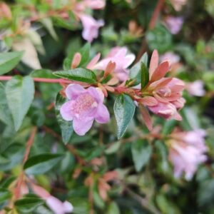 Abelia Edward Goucher, Glossy Abelia Edward Goucher, semi-evergreen Shrub, Evergreen shrub, Fragrant Shrub, Pink Flowers, White Flowers,