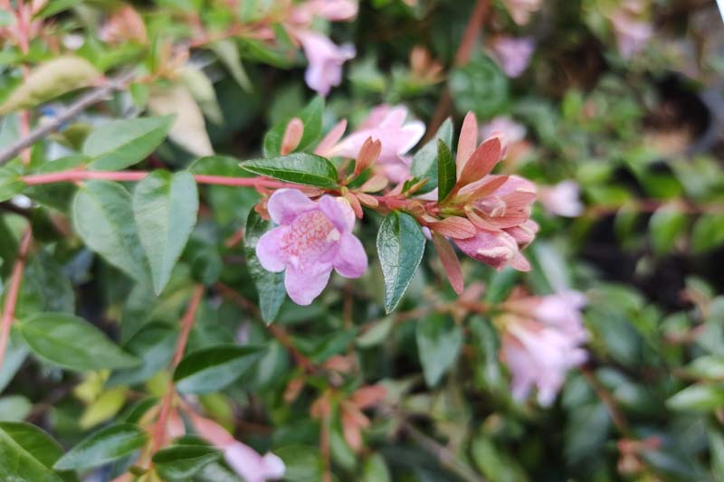 Abelia Edward Goucher, Glossy Abelia Edward Goucher, semi-evergreen Shrub, Evergreen shrub, Fragrant Shrub, Pink Flowers, White Flowers,