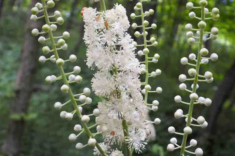 Actaea racemosa, the black cohosh, black bugbane, black snakeroot, rattle-top, or fairy candle, native North American woodland wildflower