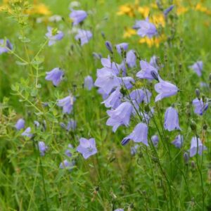 Campanula rotundifolia, Bluebell, Common Harebell, Blawort, Cuckoo Shoe, Heath Bells, Lady's Thimble, Old Man's Bell, Olympia Bellflower, Scotch Bluebell, Scottish Bluebell, Violet flowers, Purple flowers, Lavender flowers, groundcover